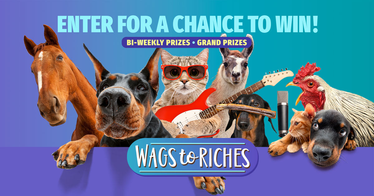 Million Stories Media Presents - Wags to Riches!