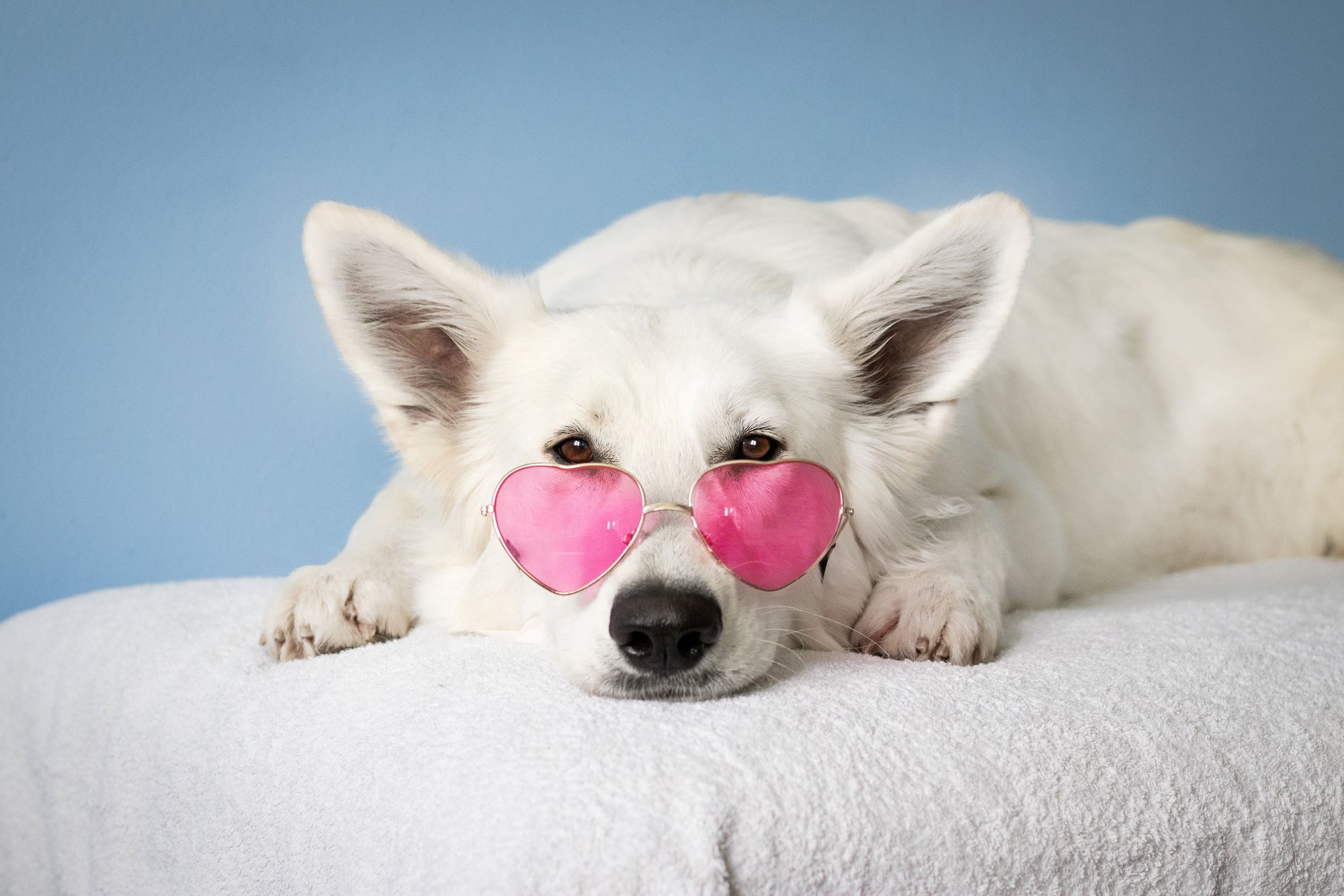 Top 5 Photography Tips for Your Canine Valentine