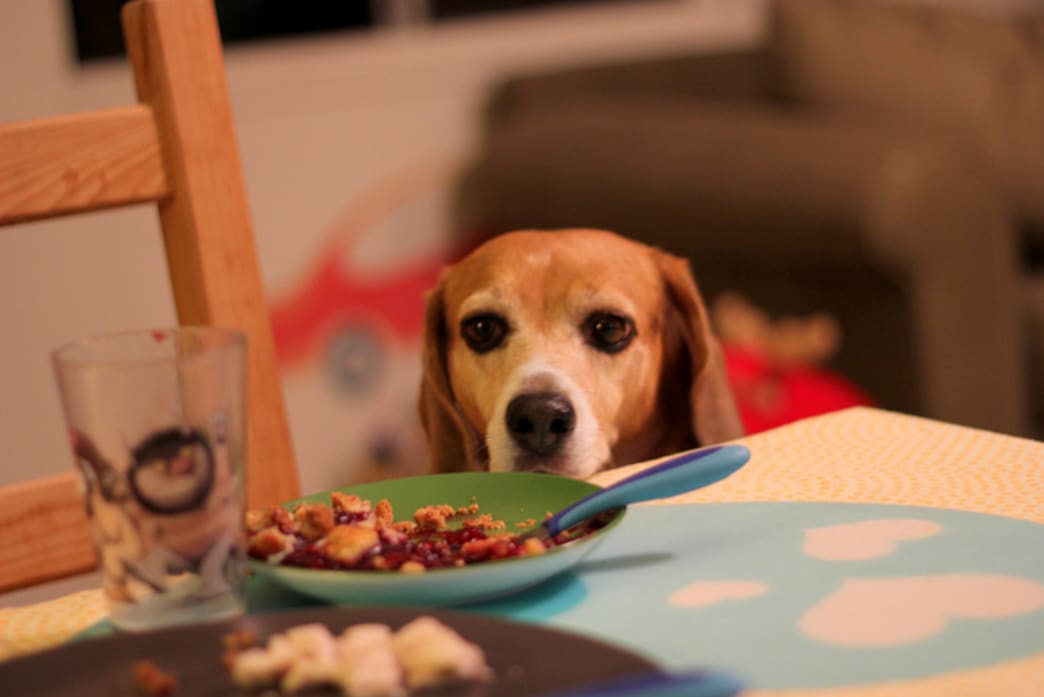 5 Thanksgiving foods that are not safe for cats and dogs