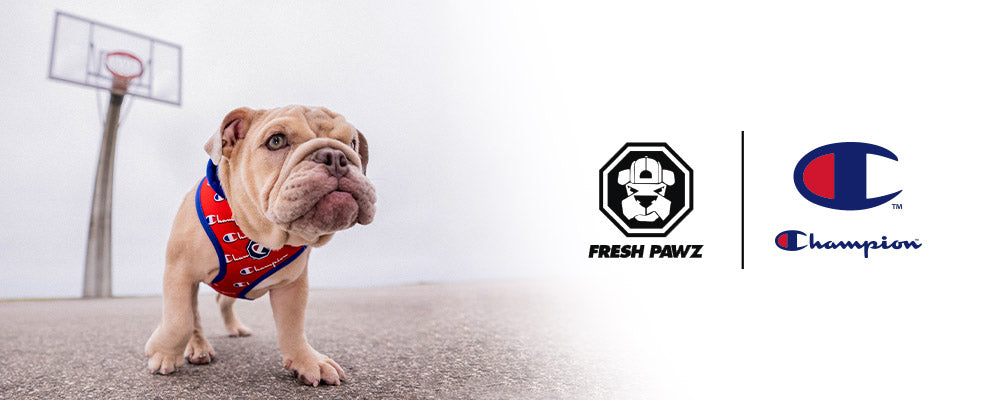 Obsessed With Your Champion Hoodie? Thanks to Fresh Pawz, Your Dog’s Hoodie Can Match Yours