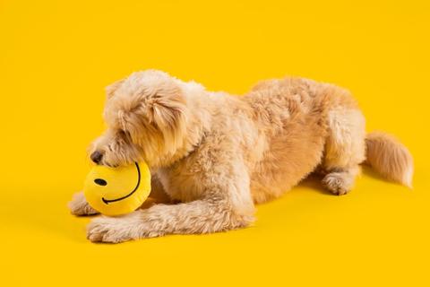 New Fresh Pawz Collab: The Original Smiley