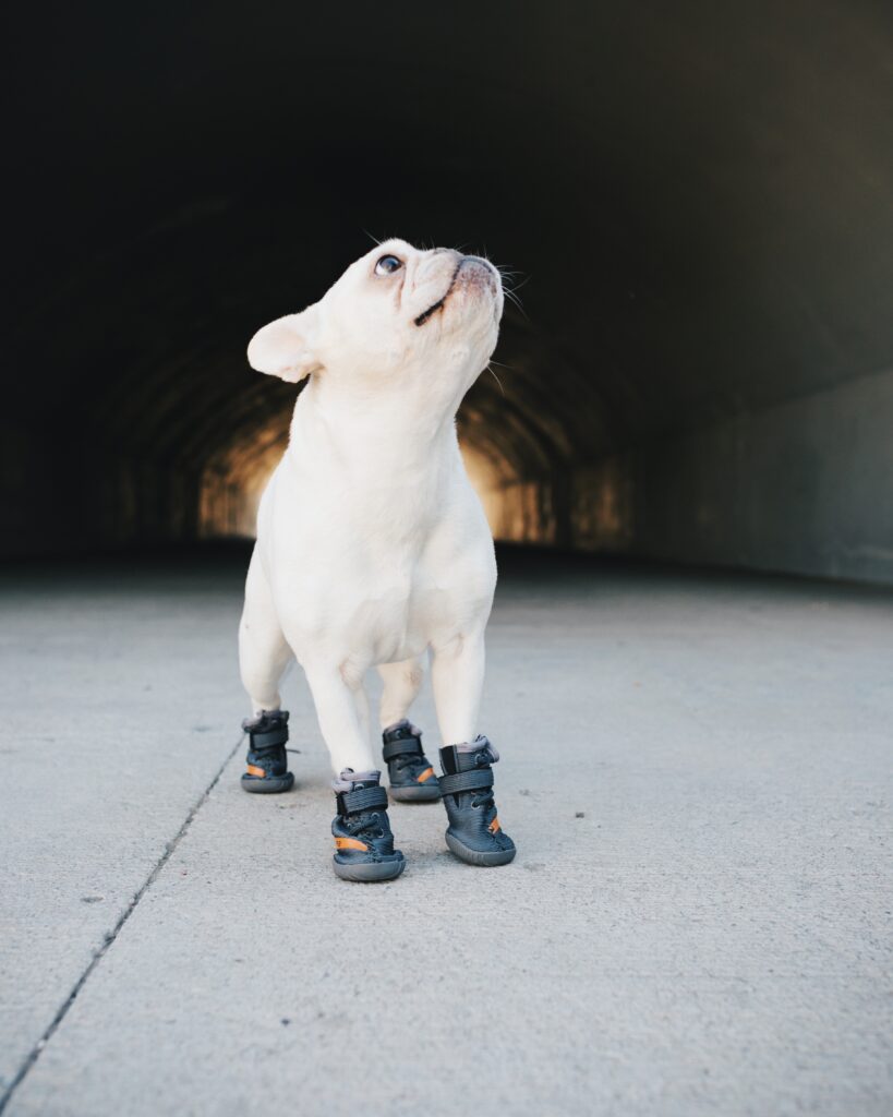 Breaking News: Dogs DO Need Shoes!
