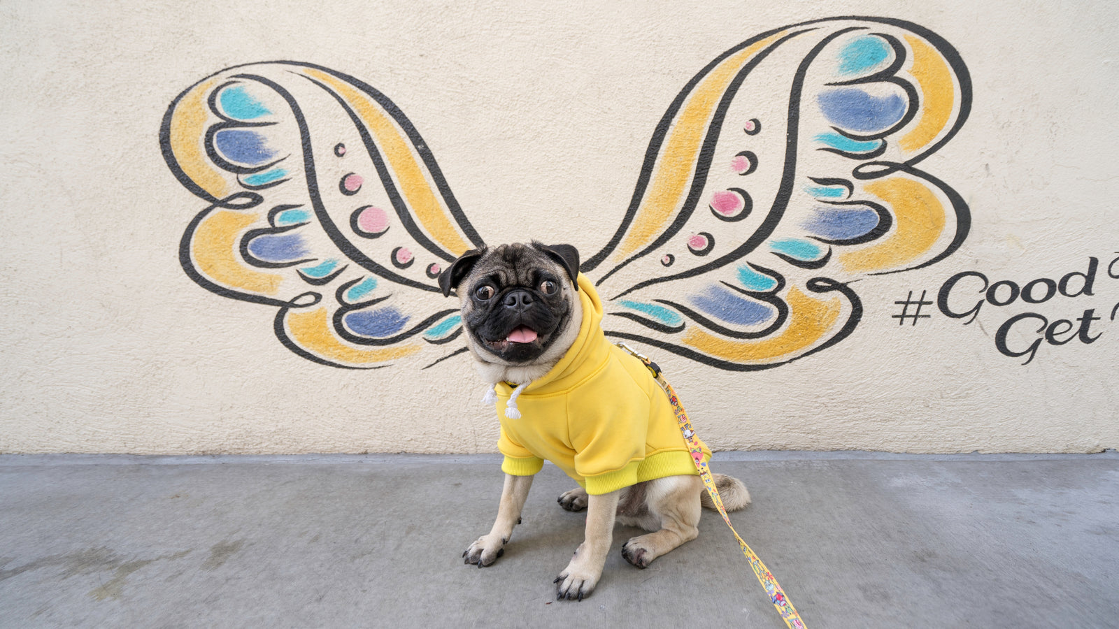 Q & A WITH @BBTHATPUG