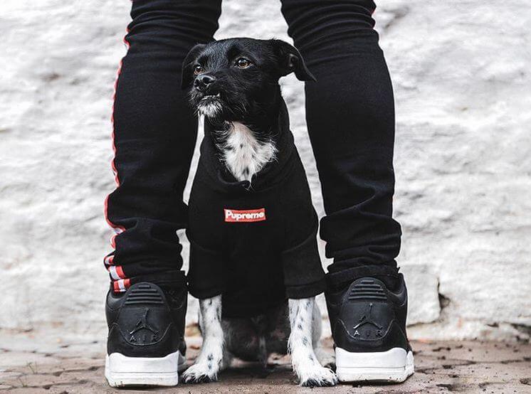 Do Dogs Really Like Wearing Clothes?