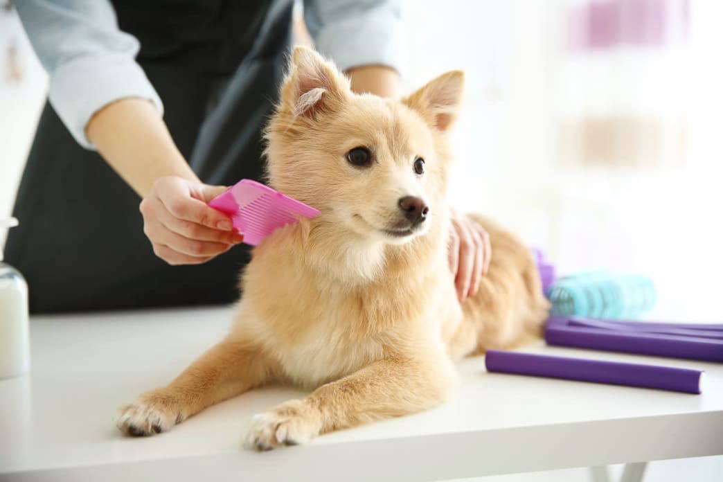 Winter Pet-Grooming Guide