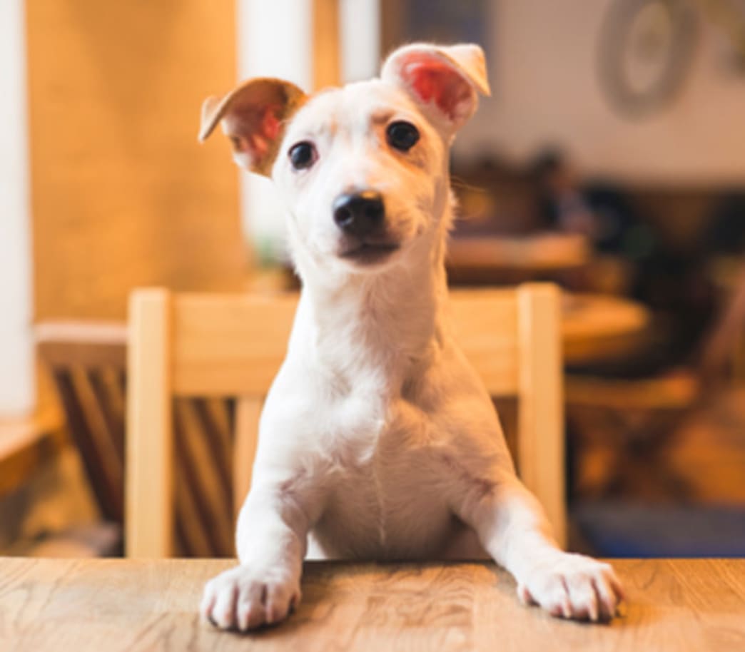 "People Food" For Dogs