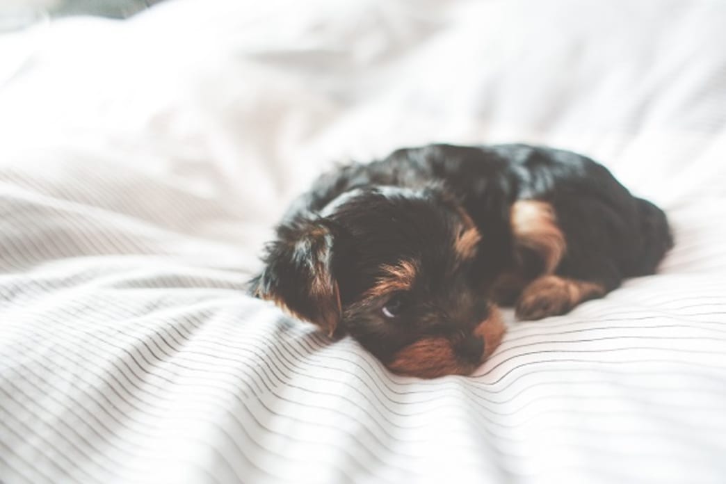 Should You Get Pet Insurance For Your Dog?