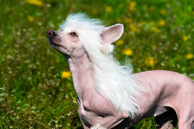 Cute or Creepy? 5 Dog Breeds You Won't Believe