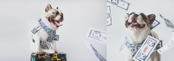 Chewnel Graffiti Dog Sweater | Paws Circle | Streetwear for Dog XL