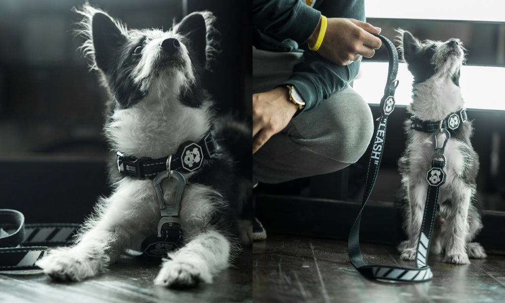 The Official Streetwear Brand for Dogs - @freshpawz