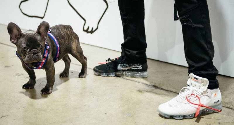 Champion x Fresh Pawz | H-Harness | Fresh Pawz