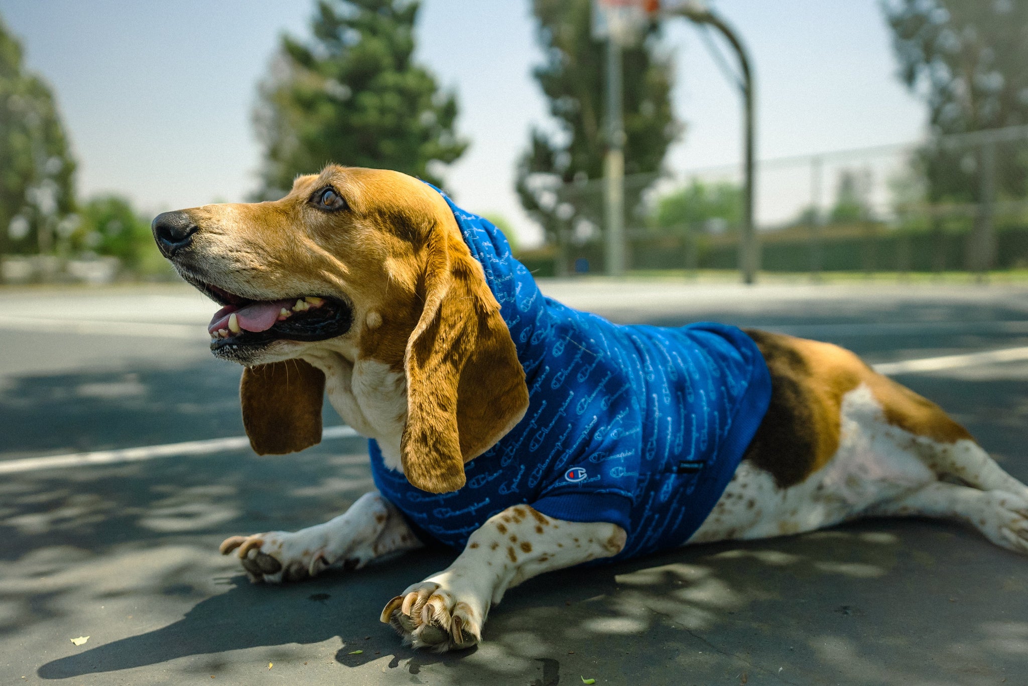 Champion X Fresh Pawz - Logo Repeat Hoodie | Dog Clothing