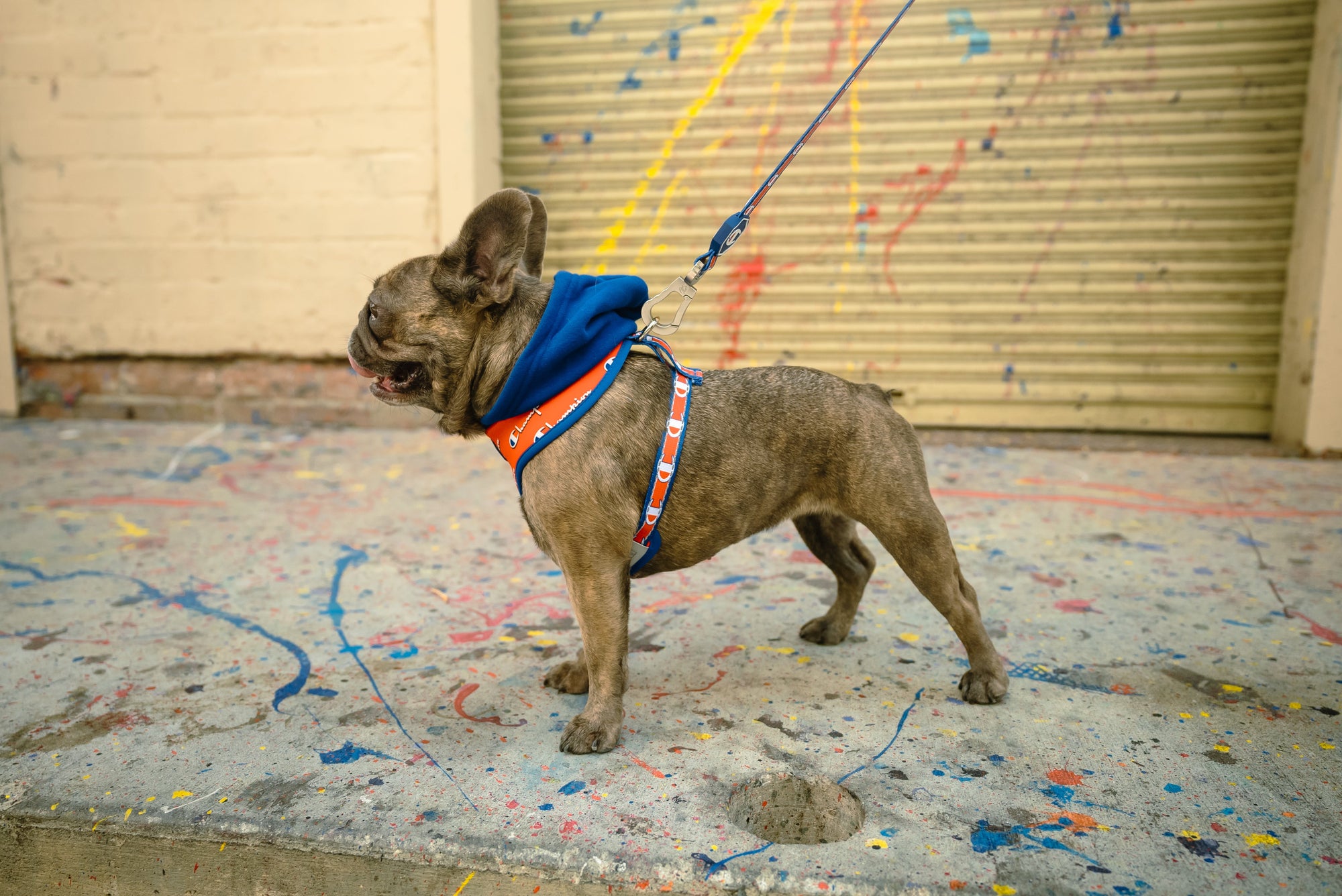 Champion x Fresh Pawz | Hoodie Harness | Fresh Pawz