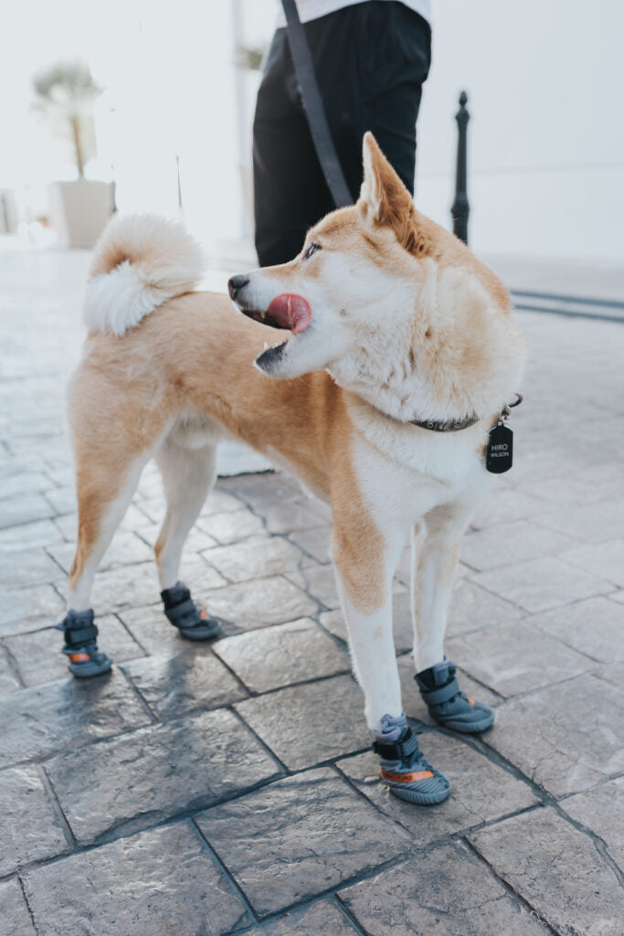 Cinnamoroll Dog Hi Top Sneakers Shoes Canvas Chucks | Kawaii Babe