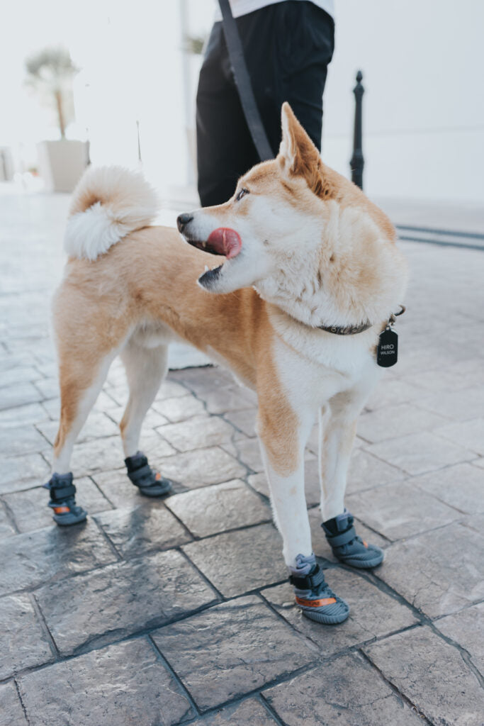 Shiba shoes Clearance